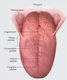 the anatomy of the tongue is shown in this diagram, with all its parts labeled