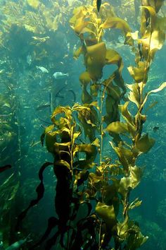 an underwater view of plants and fish in the water