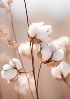 cotton plant with white flowers in the foreground