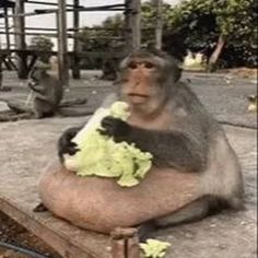 a monkey sitting on top of a wooden table eating lettuce next to other monkeys