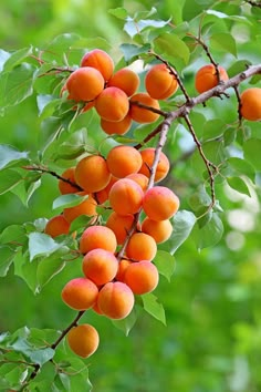 some fruit is hanging from a tree branch