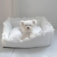 a small white dog is sitting in a bed