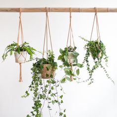 hanging planters with green plants in them