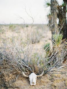 an animal skull in the middle of a desert area with cactus trees and bushes behind it