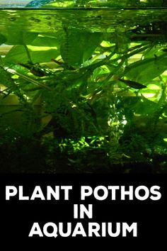 How to Plant Pothos in Aquarium Pothos Plant Aquarium, House Plant Aquarium, House Plants In Aquarium, House Plants In Aquarium Fish Tanks, Aquarium Garden Ideas, Fish Tank Water For Plants, Fresh Water Aquascape, Plants In Aquarium Fish Tanks, Houseplants In Aquarium