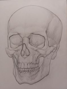 a drawing of a human skull