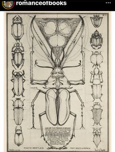 a drawing of an insect's body, head and legs with different angles to it