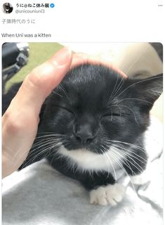 a black and white cat laying on top of a person's arm next to a persons hand