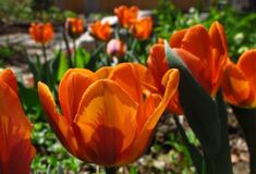 orange tulips are blooming in the garden