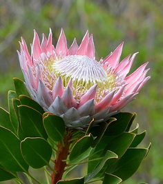 a pink flower with green leaves in the foreground