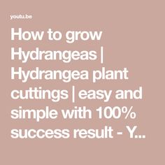 the words how to grow hydrageas hydronga plant cuttings easy and simple with 100