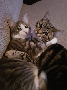 two cats cuddle together on the couch