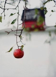 an apple hanging from a tree branch with a house in the background