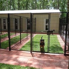 a dog is sitting in the yard behind a fence