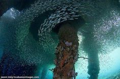 a large group of fish swimming around a ship wreck in the ocean with water surrounding it