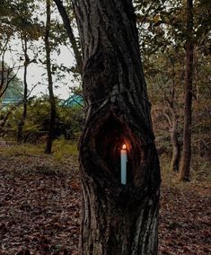 a candle that is lit in the middle of a tree