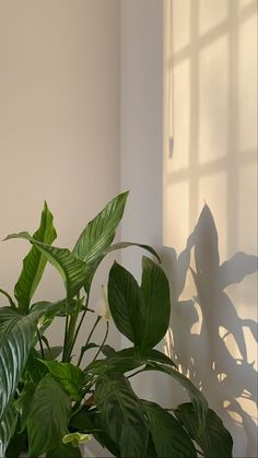 there is a plant in the corner of this room with sunlight coming through the window