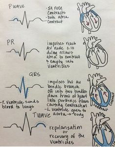 Cycle Phases, Cardiac Cycle, Studie Hacks, Vet Medicine, Cardiac Nursing