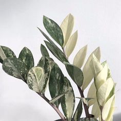 Long thick stems covered in plump, green and white, leathery leaves Zamia Plant, Plants Wishlist, Plant Goals, Variegated Plants