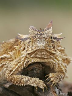 a small lizard sitting on top of a tree branch