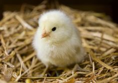 a small white chicken sitting on top of dry grass