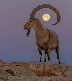 an animal with long horns standing on top of a rocky hill under a full moon