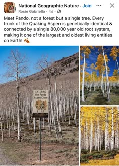 an image of trees with yellow leaves on them and the caption that says national geographic nature join