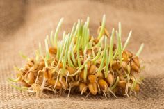 some sprouts are growing out of the ground on top of burlock