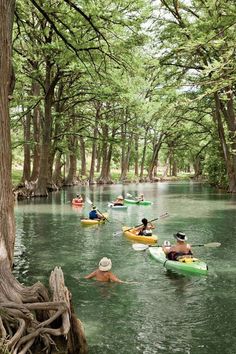 several people in kayaks paddling down a river surrounded by tall trees and green water