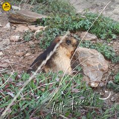 a brown and black animal sitting on top of a rocky hillside next to green plants