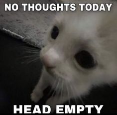 Cat Reaction, Animal Aesthetic, No Thoughts, Cute Cats Photos, Funniest Memes