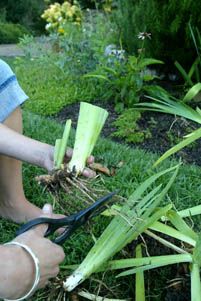 a person cutting up some plants in the grass