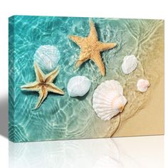 seashells and starfish in the water on a white background canvas print wall art