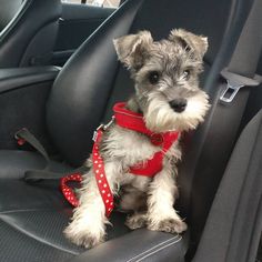 a small dog sitting in the back seat of a car wearing a red harness and leash