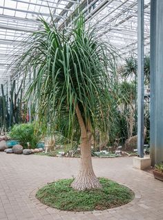 a large palm tree sitting in the middle of a garden