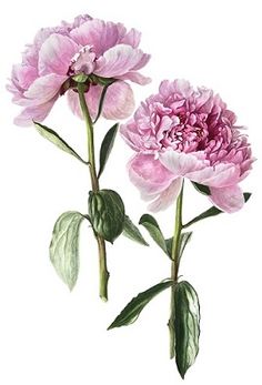 two pink peonies with green leaves on a white background