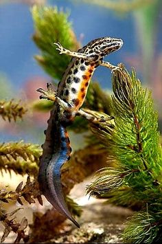 an orange and black gecko on top of a tree branch in the water by some plants