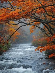 a river surrounded by trees with orange leaves