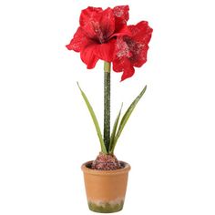 a potted plant with red flowers in it