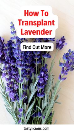 can i transplant lavender in the fall | transplant lavender from pot to ground | transplant lavender seedlings | fall recipes dinner | healthy lunch ideas | dinner ideas | breakfast ideas | easy healthy dinner recipes Transplant Lavender Plants, Transplanting Lavender Plants, Indoor Lavender, Indoor Lavender Plant, English Lavender Plant, Harvesting Seeds, Breakfast Ideas Easy Healthy, Fall Recipes Dinner