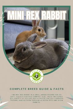 the front cover of mini rex rabbit complete breed guide and fact book with two rabbits