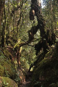 a path in the middle of a forest with moss growing on it's sides