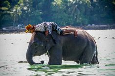 a man is riding on the back of an elephant in some water with trees in the background