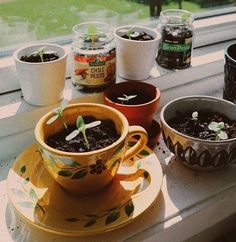 several potted plants sit on a window sill in front of pots with seedlings