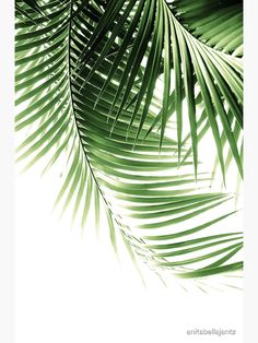 green palm leaves are shown against a white background