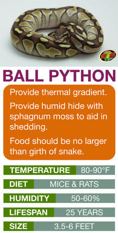 a poster with an image of a snake on it's back and the words ball python