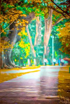 a park bench sitting on the side of a road next to trees with yellow leaves