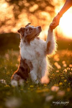 a dog holding the hand of someone's hand while sitting in some grass at sunset