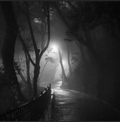 foggy path in the woods with trees and bench at night, black and white photo