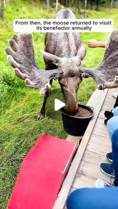 a moose eating out of a bowl on top of a wooden table